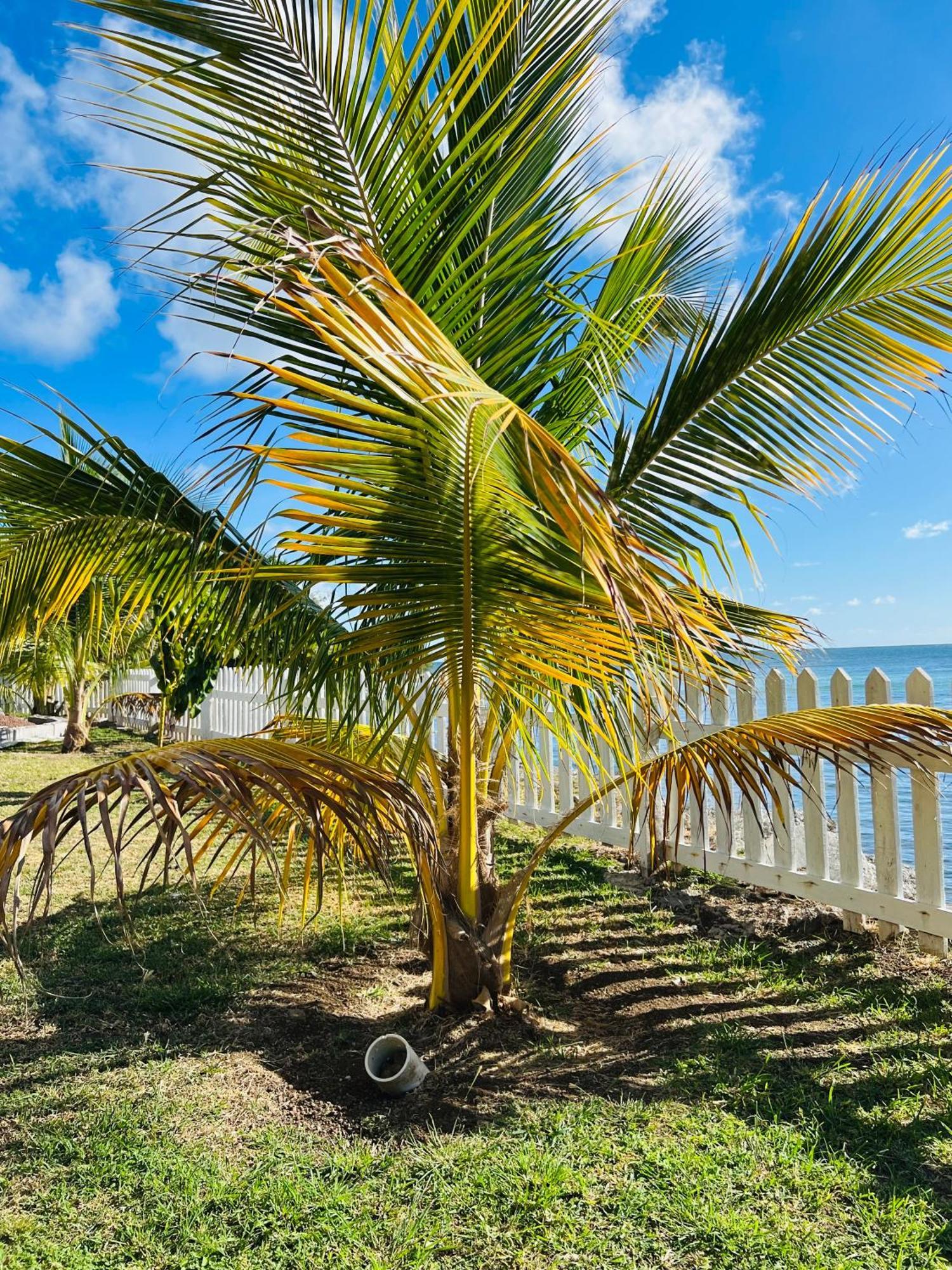 Sealavie Apartments - Grenada St. George's Esterno foto